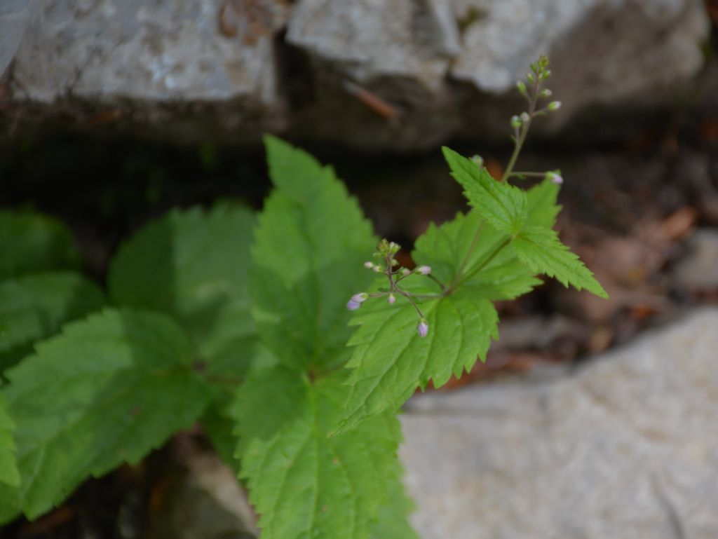 Veronica urticifolia